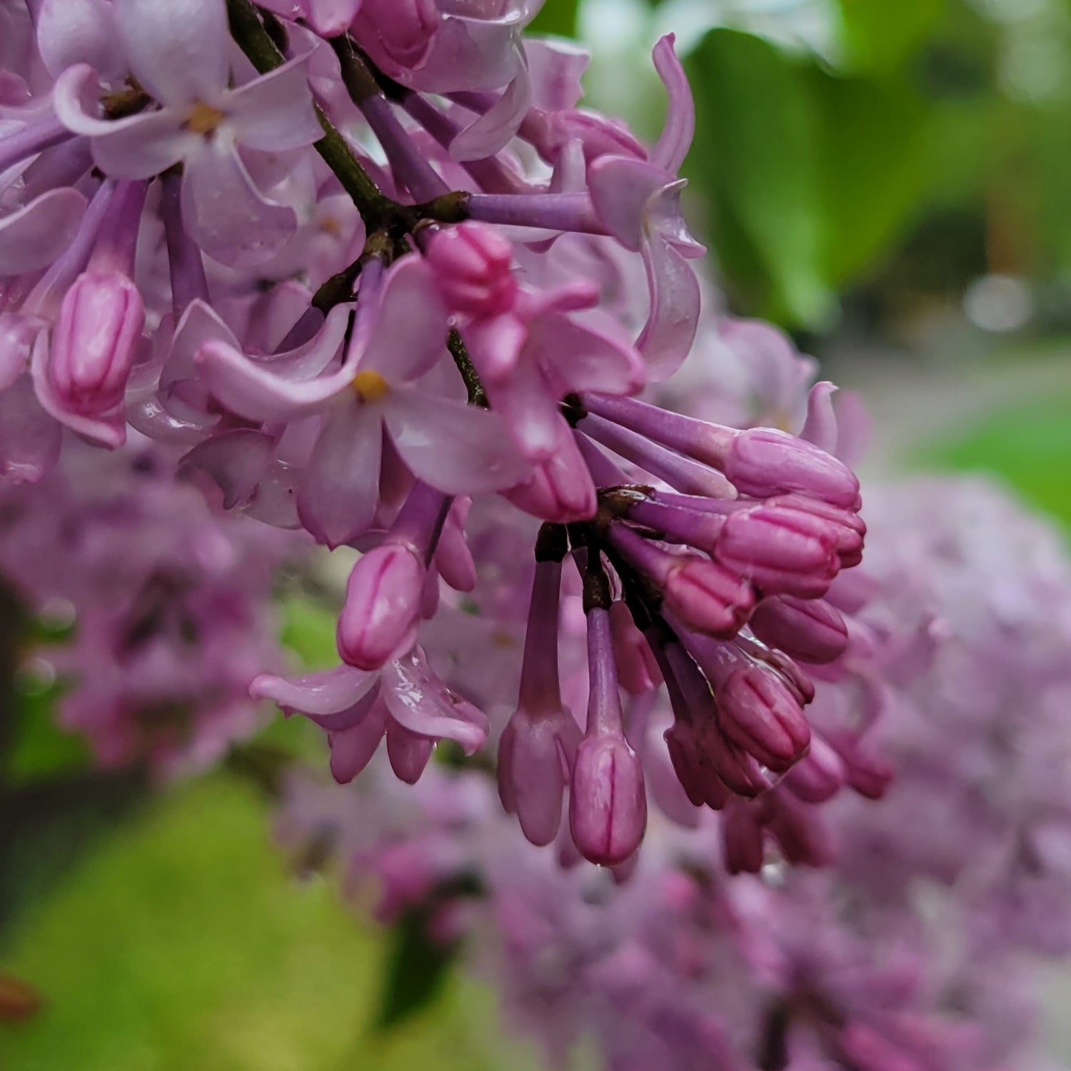 Shrubs and Vines