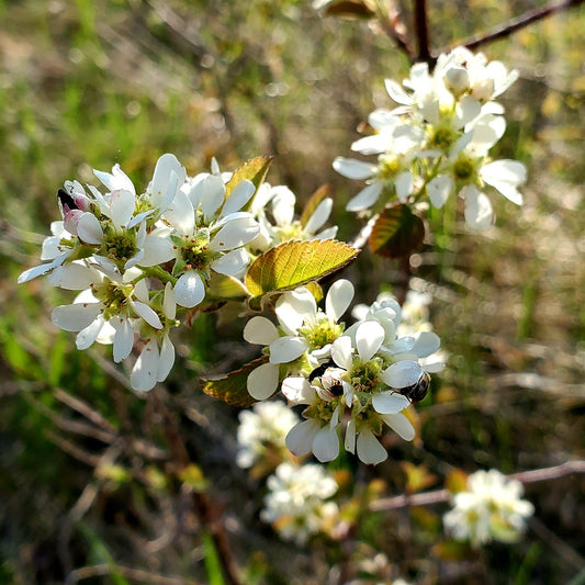 Saskatoon - Seedling