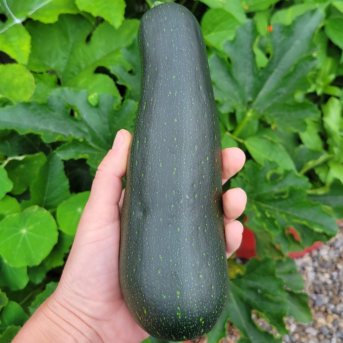 Zucchini - Raven