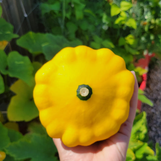 Squash - Sunburst Scallopini (Pattypan)