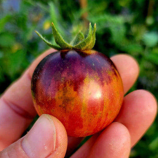 Tomato - Black Strawberry