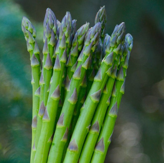 Asparagus - Millenium