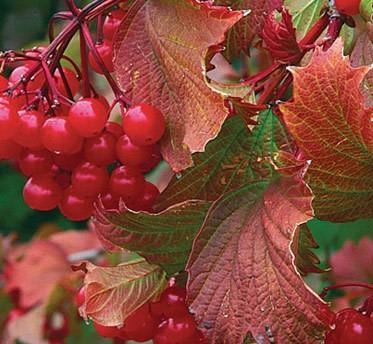 Cranberry - American Redwing