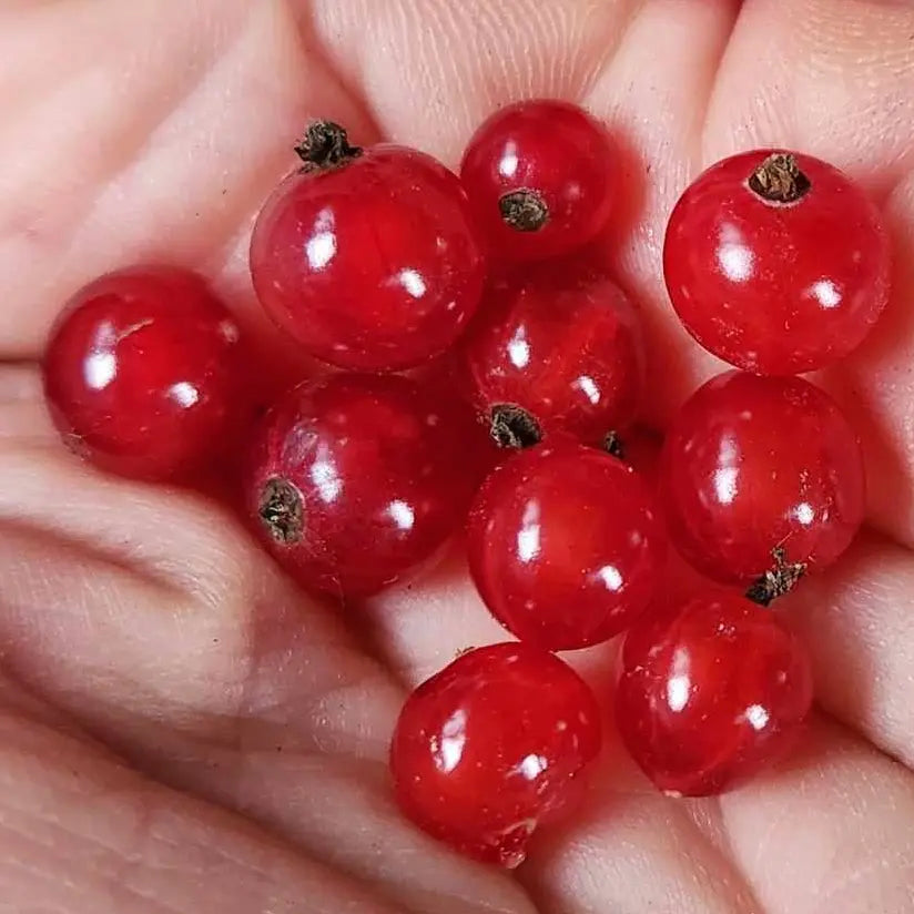 red lake currant berries