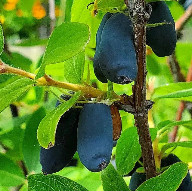 ripe blue boreal beast haskap berries or honeyberries