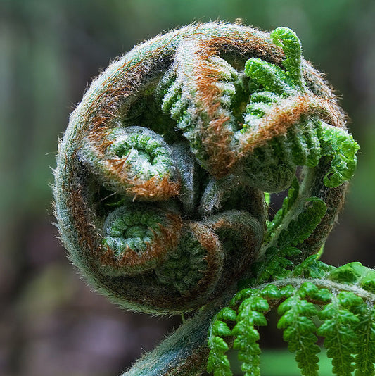 Ostrich Fern