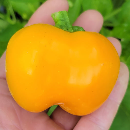 Sweet Pepper - Doe Hill