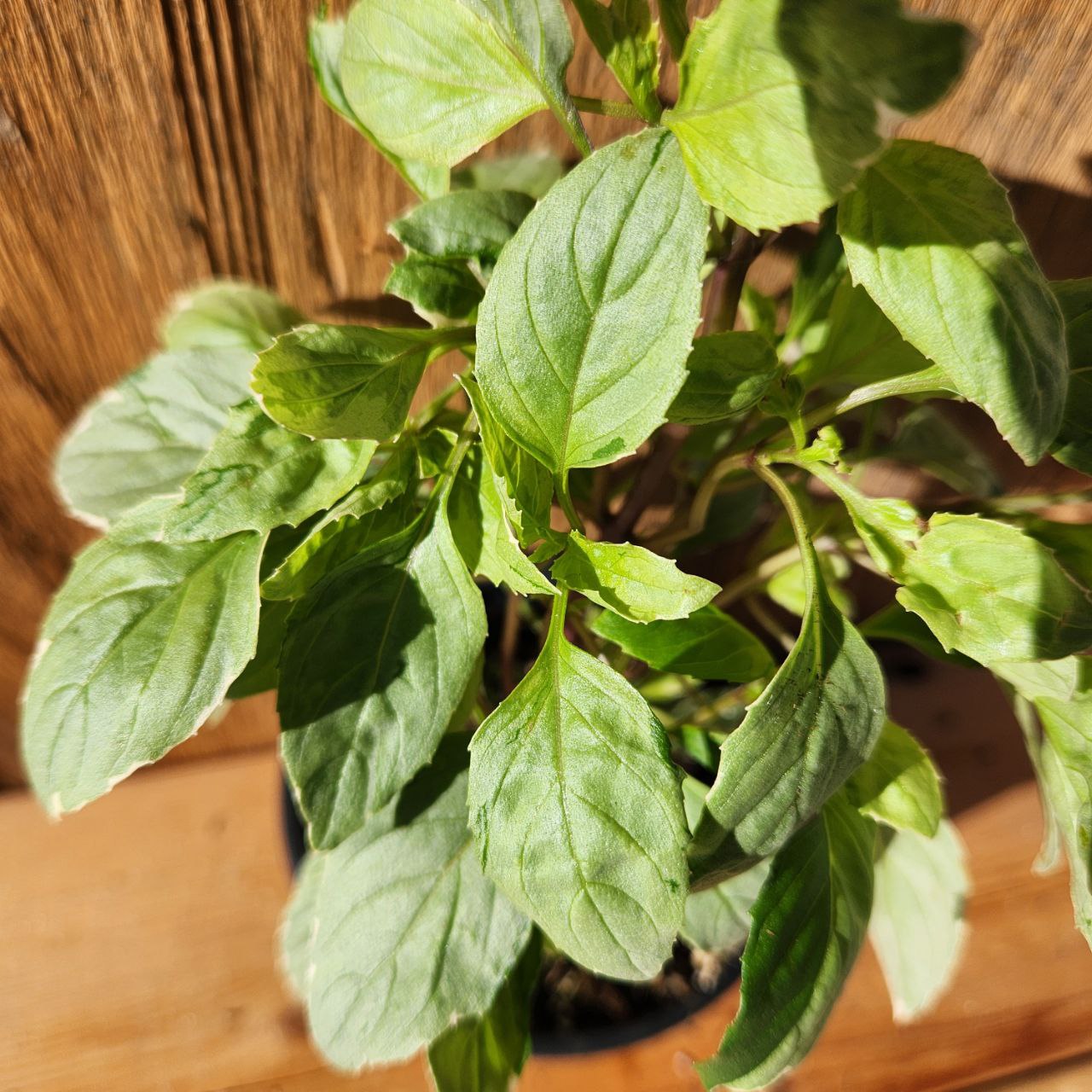 Basil - Pesto Perpetuo