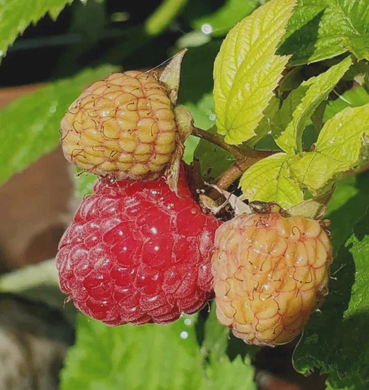 one ripe and two un-ripe raspberry on the plant