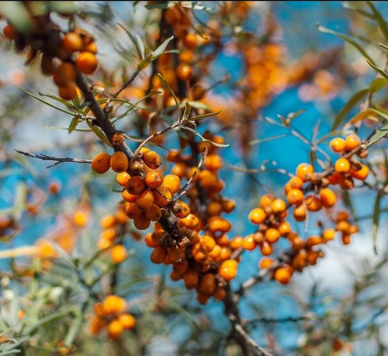 Sea Buckthorn - Leikora