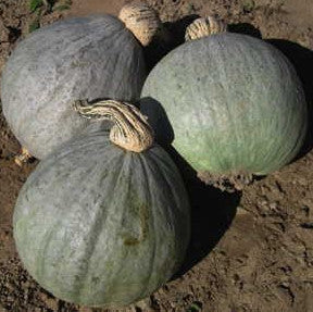 Squash - Baby Blue Hubbard