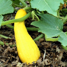 Zucchini - Crookneck