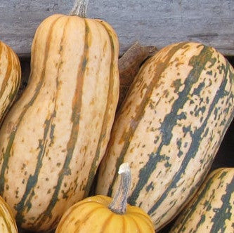 Squash - Candystick Dessert Delicata