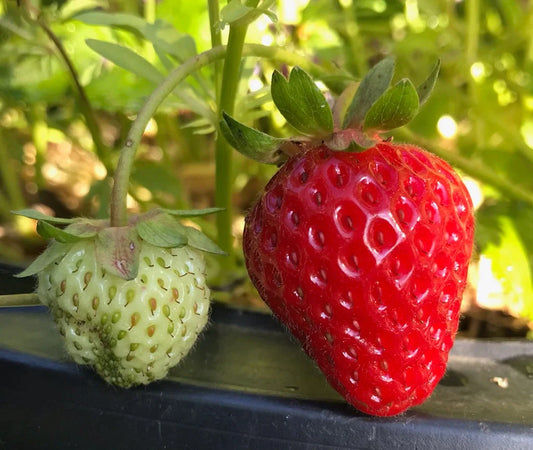 Ripe and un-ripe Fort Laramie strawberries