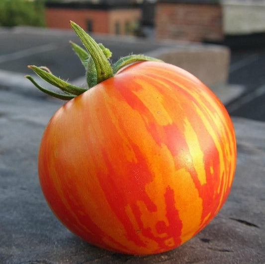 Tomato - Red Zebra