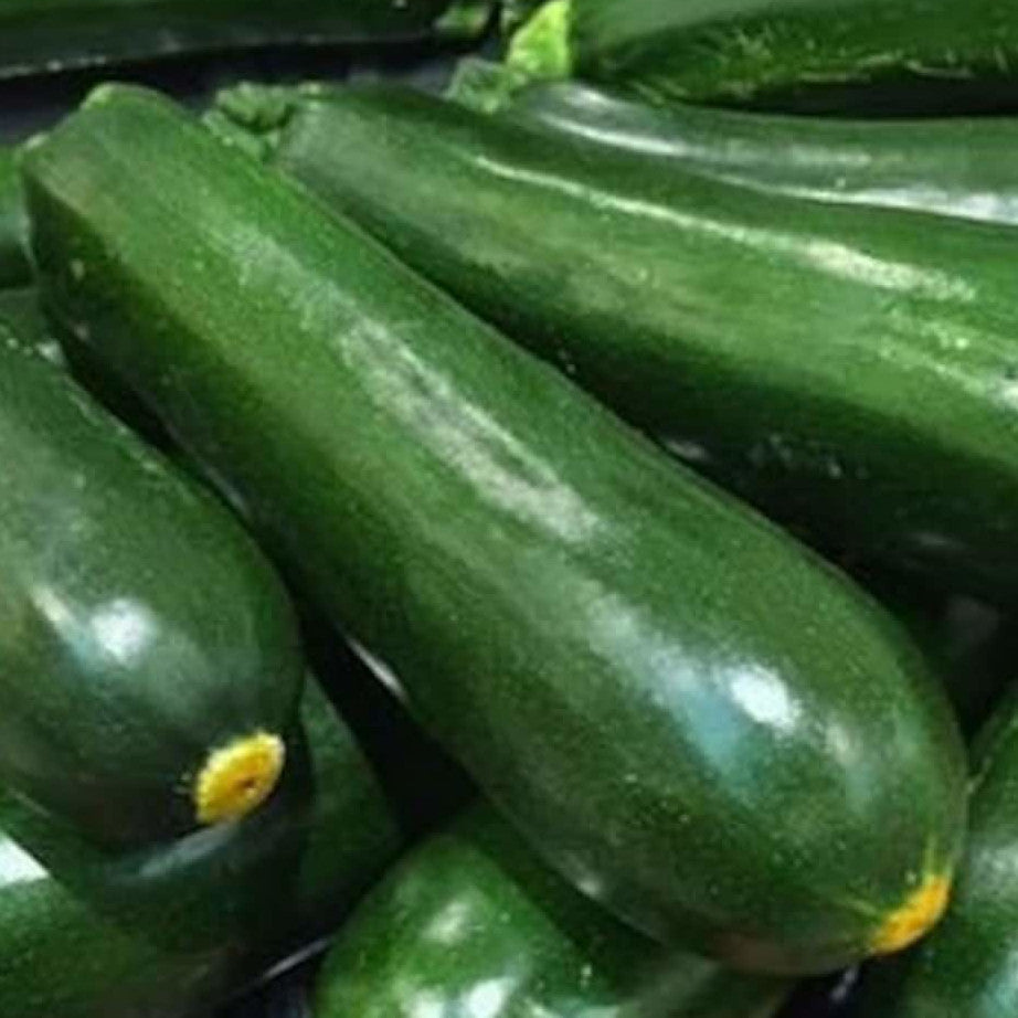 Zucchini - Dark Green