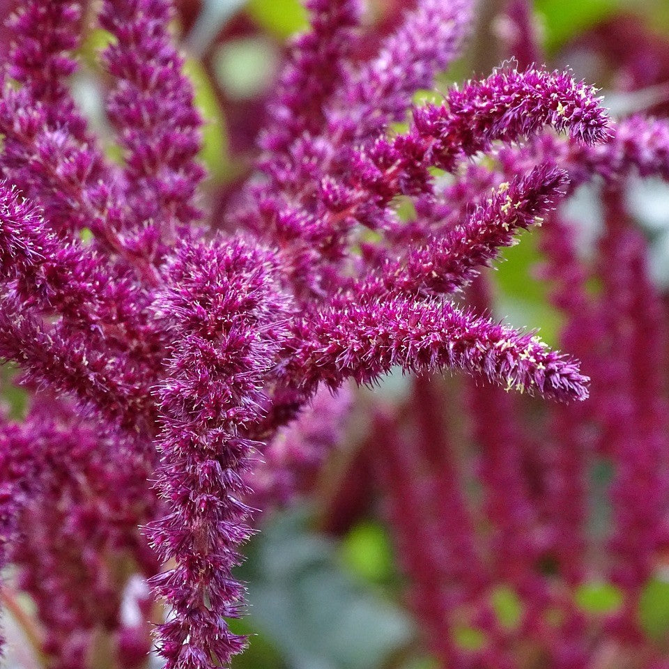 Amaranth - Hopi Red Dye