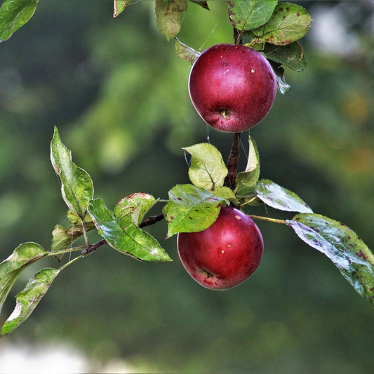 Apple - Red Gemini