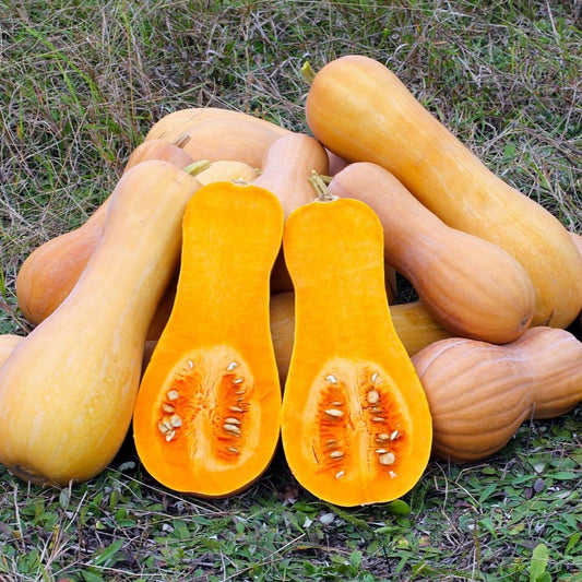 Squash - Butternut