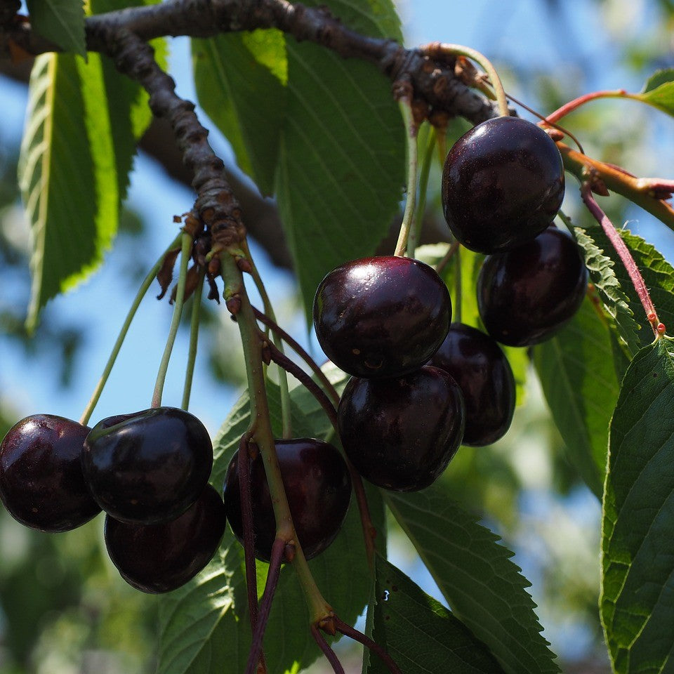 Cherry - Crimson Passion