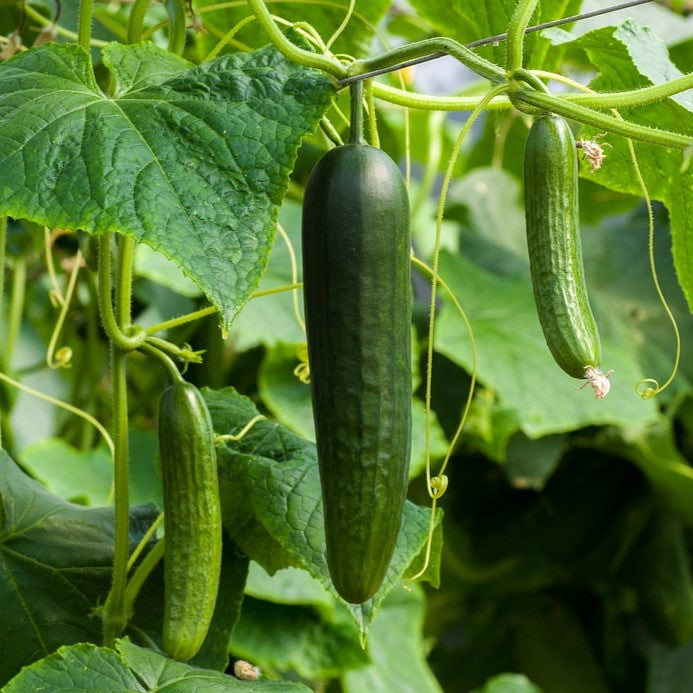 Cucumber - Pickling