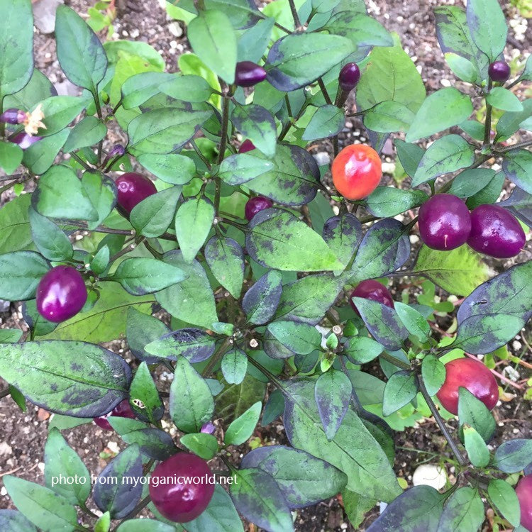 Hot Pepper - Filius Blue