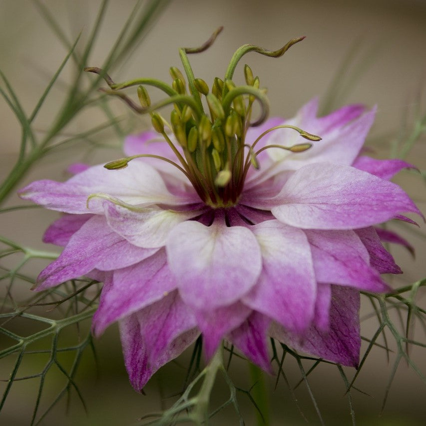 Nigella - Miss Jekyll Rose