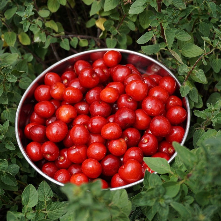 Cherry Plum - Mustang