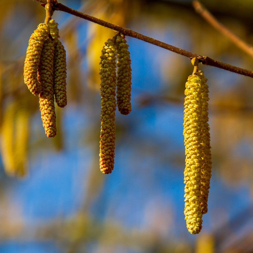 Hazelnut - Beaked