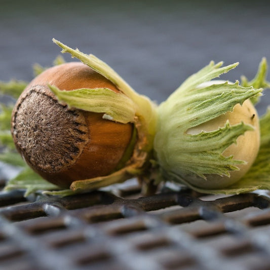 Hazelnut - Beaked