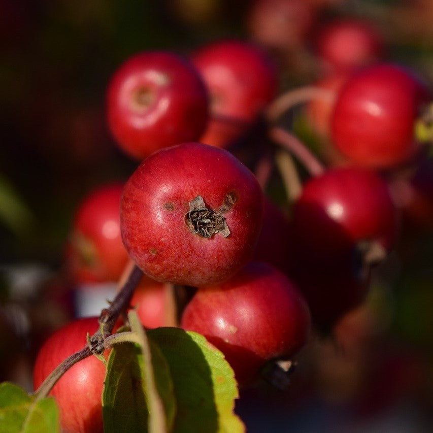 Crabapple - Rescue