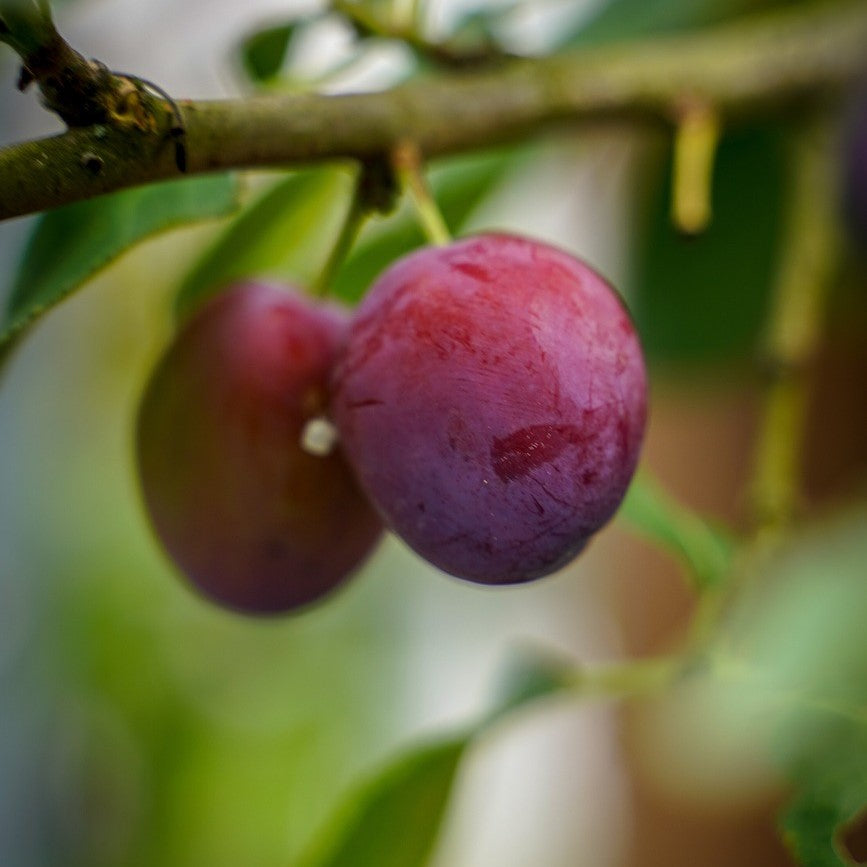 Plum - Pembina Hybrid