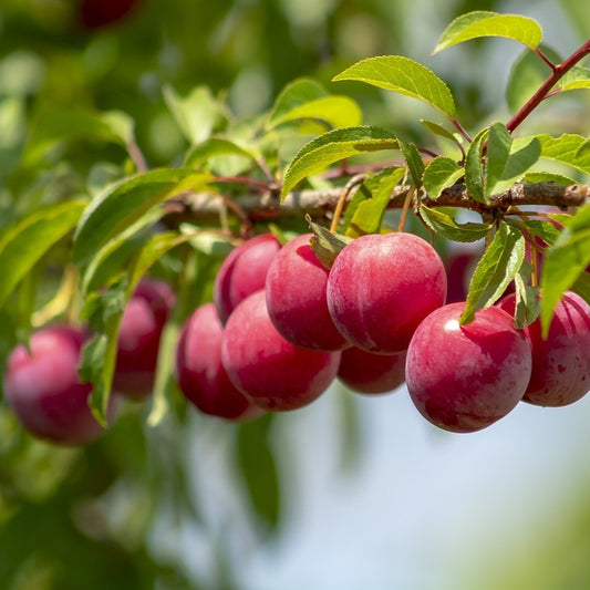 Cherry Plum - Coutt’s #3