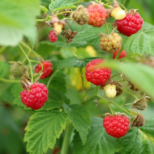 Raspberry - Red Bounty