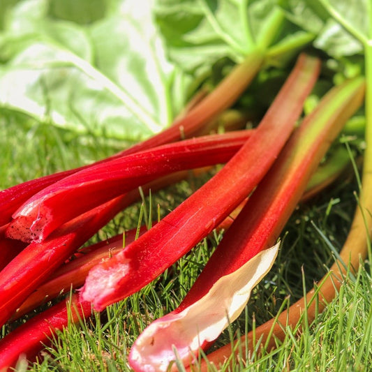 Rhubarb - Canada Red