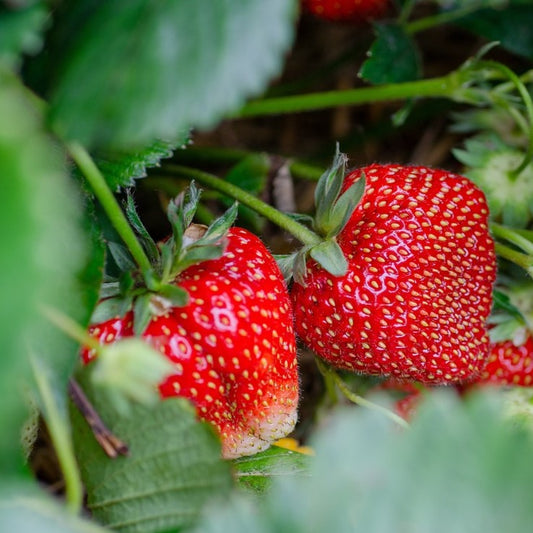 Strawberry - Seascape