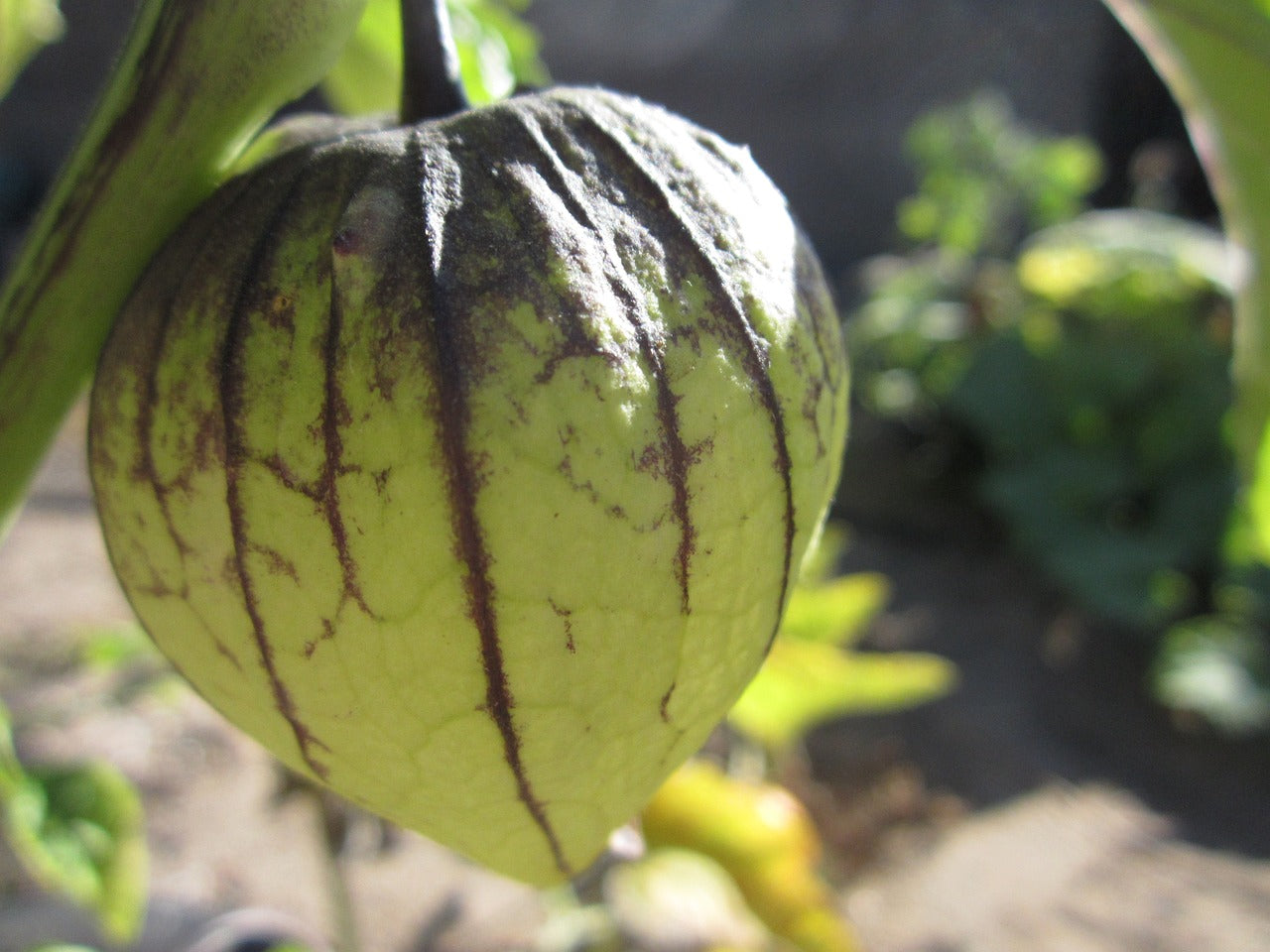 Tomatillo - Purple