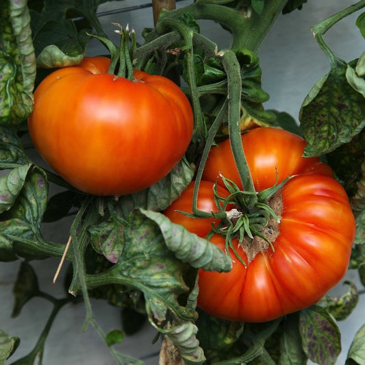 Tomato - Beefsteak